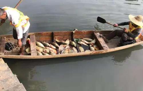 廣州旺旺食品廢水直排,永和河大量魚類死亡