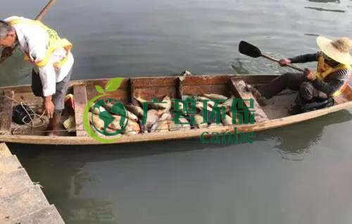 廣州旺旺食品廢水直排,永和河大量魚類死亡(圖1) 廣州旺旺食品廢水直排,永和河大量魚類死亡(圖1)