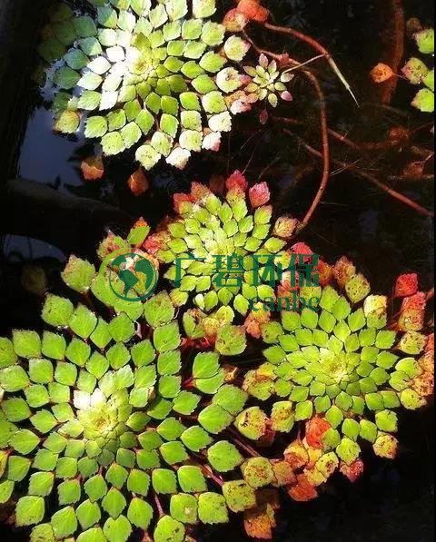 河道治理:水生植物的選擇與種植(圖2) 河道治理:水生植物的選擇與種植(圖2)