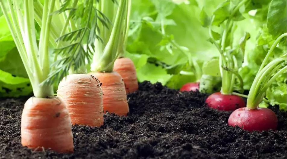 過(guò)量施化肥對(duì)土壤會(huì)造成什么后果?